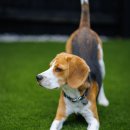 아이펫동물병원 이미지