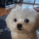 오디플레르