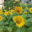 코스모스아파트경로당 이미지