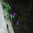 금강초롱 이미지