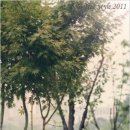 바오밥스튜디오