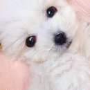 푸른들동물병원 이미지