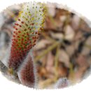 멋내는 강아지 이미지