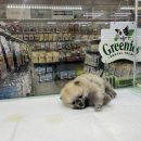 중리 더펫 동물병원 이미지