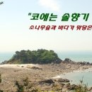 솔향기바다 이미지