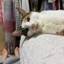 개미똥구멍 이미지