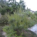 나무의노래 이미지