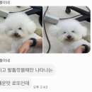 단풍이네 그루밍샵 이미지