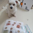 인싸도그 | 강아지 수제간식택배 쇼핑몰<인싸도그> 노즈워크용 추천, 저알러지간식