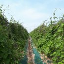 예당농장 이미지