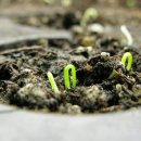 emerge : Red Wing onion seedlings emerge. 이미지