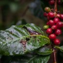 커피 하루 이미지