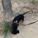 효원동물병원 이미지