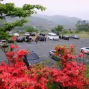 보성야생화 이미지