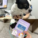 양주동물병원 | 양주 동물병원 추천, 과잉진료 없이 꼼꼼한 양주센트럴동물병원 접종 후기