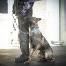 루카스독트레이닝 이미지