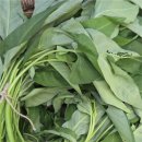 김인식농장 이미지