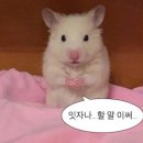 옐로우트램