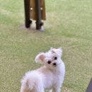 멍스 크로스 이미지