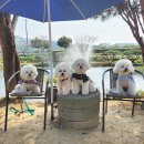 머무름 펫 이미지