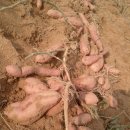 금천농원 이미지