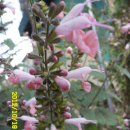 선산대로-10 이미지