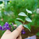 허브이야기 이미지