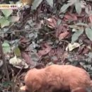 바둑이농장 이미지