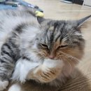 우다닥 고양이호텔 | 고양이 호텔 - 우다닥 고양이 호텔 인천점 후기
