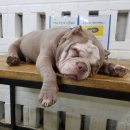 비트켄넬 이미지