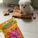 마미손애견샵 이미지