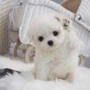 김제강아지 이미지