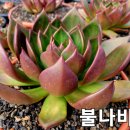 불나비 이미지
