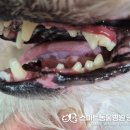 스마트동물병원 군자점 이미지