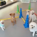 마인드몽 유치원 | “마인드몽 애견유치원/애견호텔/애견미용/데이케어“ 에서 호텔링만족한 후기‼️