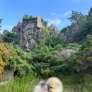 디디에퍼피 이미지