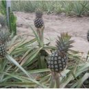 금치농장 이미지