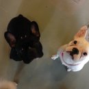 오키도기 이미지