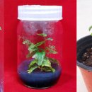 대추나무 이미지