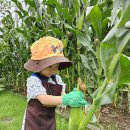 🎈알찬반🌽옥수수따기 체험🌽 이미지