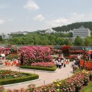 광주 조선대학교 장미축제 보실분들 보세요....... 이미지