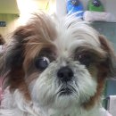 펫 앤 쉘터 동물병원 이미지