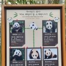 5월 비오는 평일오후 에버랜드 후기, 갈만한가?(산리오 페스티벌)