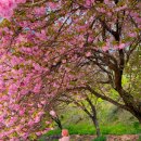 늘푸른전당 | 창원 겹벚꽃 명소 늘푸른전당 겹벚꽃 실시간 만개