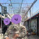 비플루프 포어백 강아지 가방 리얼 사용 후기