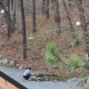 계곡캠핑펜션 | [포천시/이동면] 피톤치드 가득! 숲속 바베큐로 힐링 가득했던 계곡이 있는 비발디하우스 캠핑&amp;펜션 후기