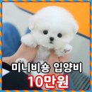 원애견샵 | 포항애견샵 강아지분양 후기 테디럽