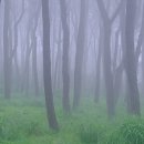 솔숲공원 이미지