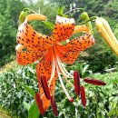 해탈, 그 이후의 이미지