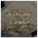 일월농장 | 일월종가 꽃송이버섯 - 체험단 모집